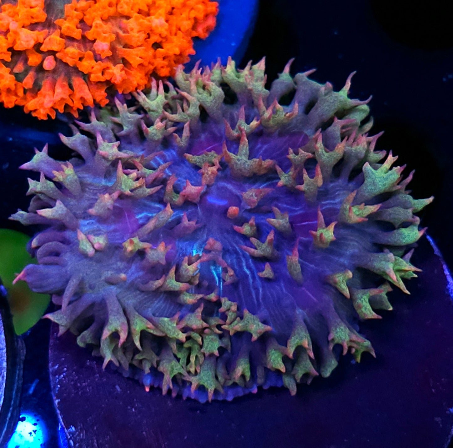 Ayatollah of St Thomas Mushroom