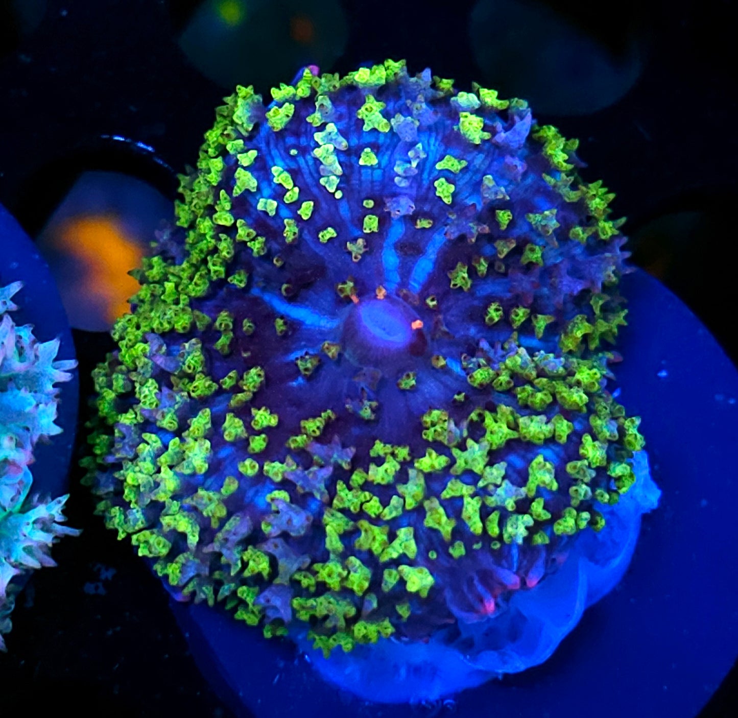 Firefly St Thomas Mushroom