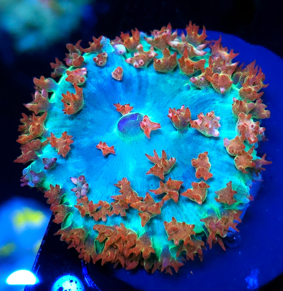 Pirate Party St Thomas Mushroom