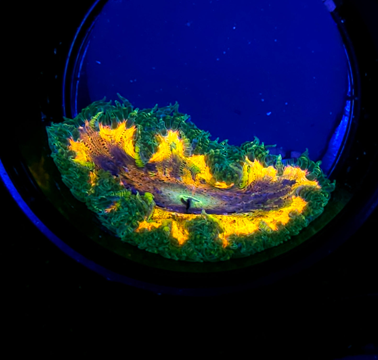 Special Flower Anemone