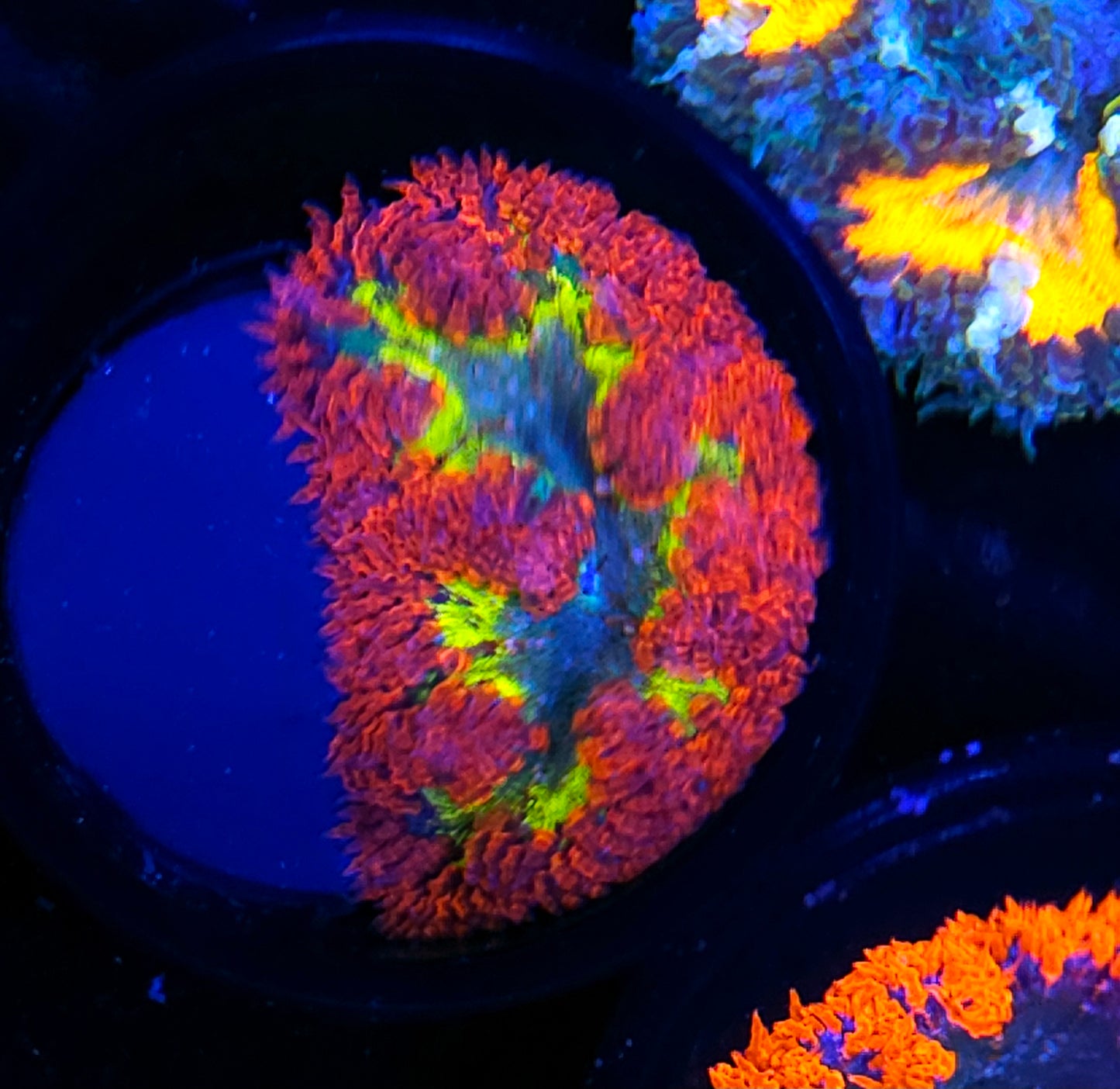 Special Flower Anemone