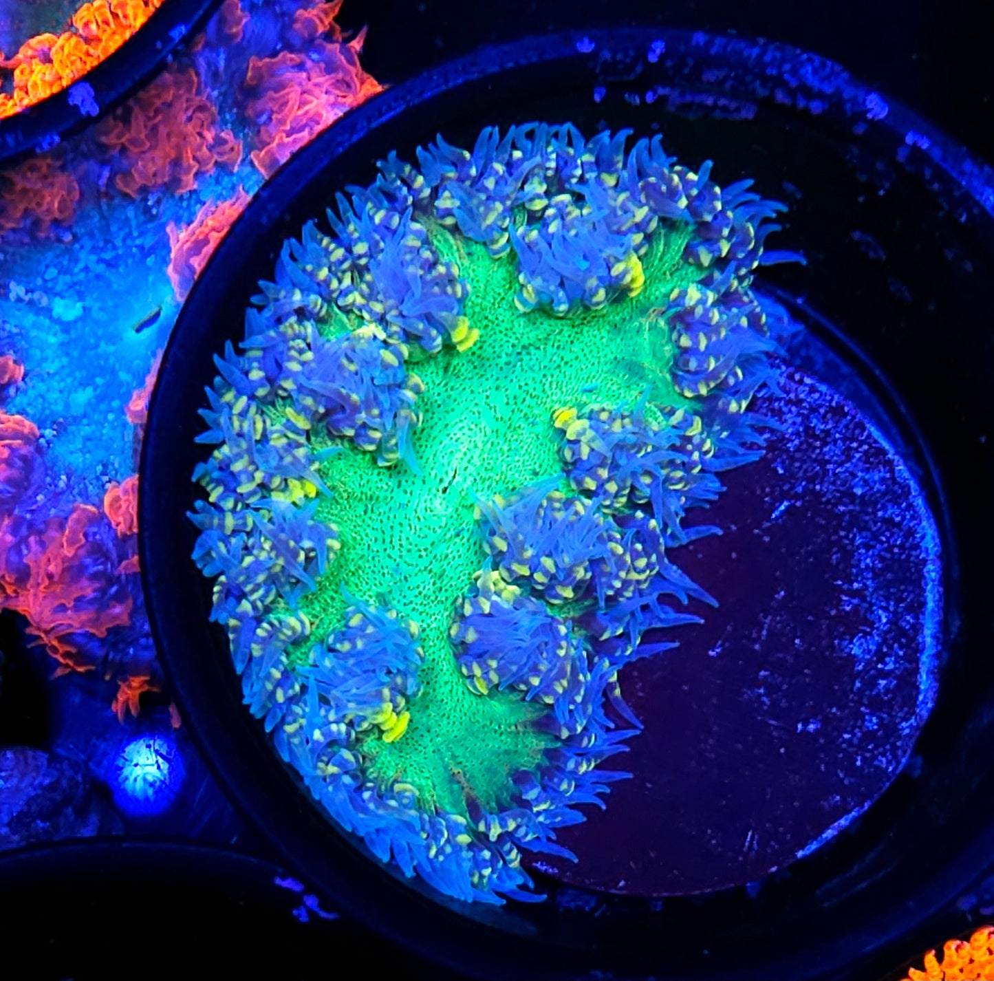 Special Flower Anemone