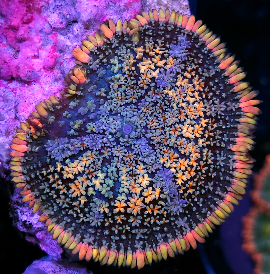 Helix Rainbow Frankenstein Bounce Mushroom