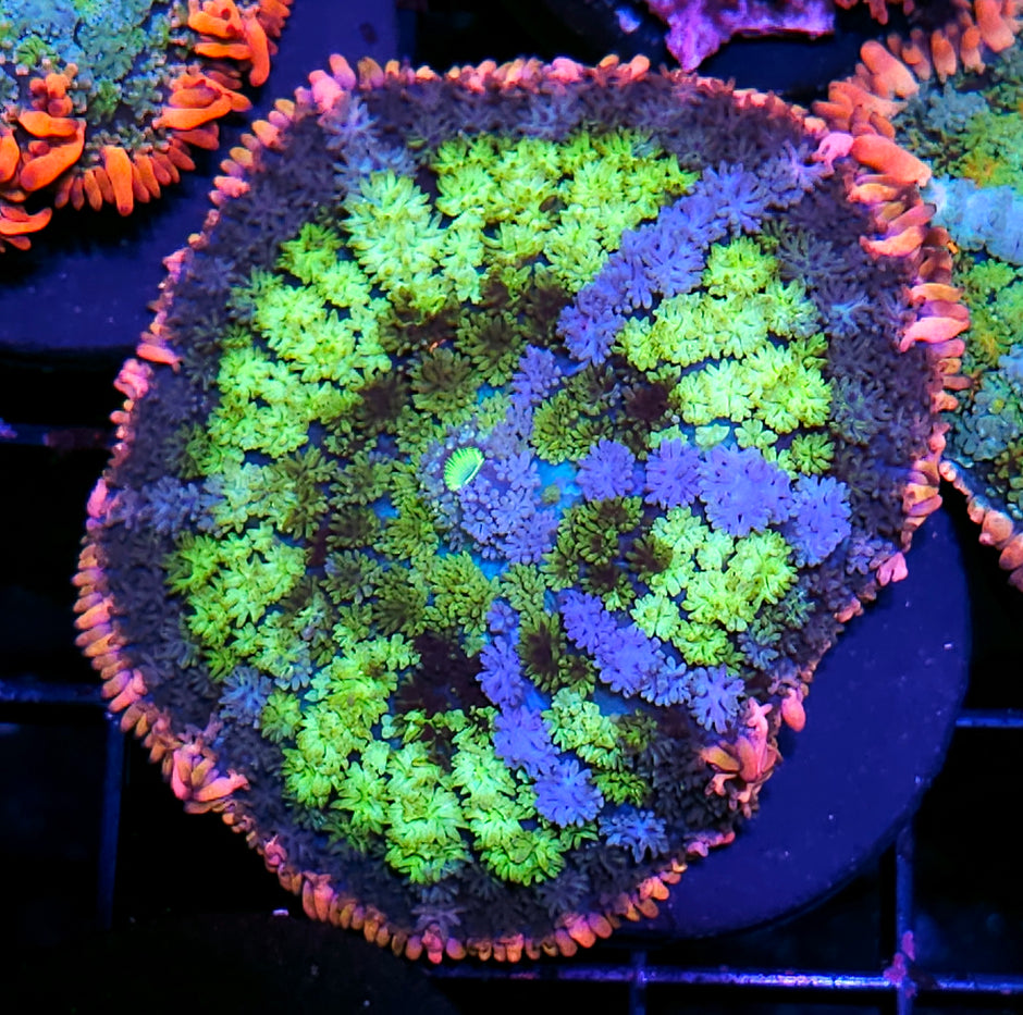 Mutant Frankenstein Bounce Mushroom