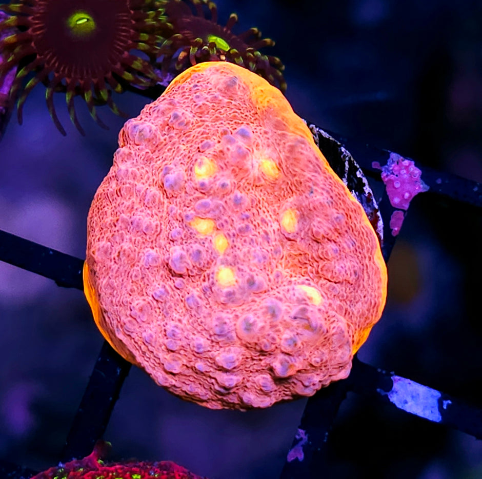 HF Feeling Peachy Orange Rim Chalice