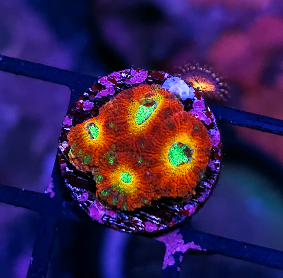 HF Ruby Splash Micromussa Amakusensis