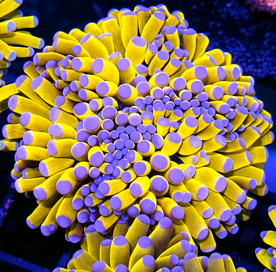 Triple Banana 🍌 Grail Torch