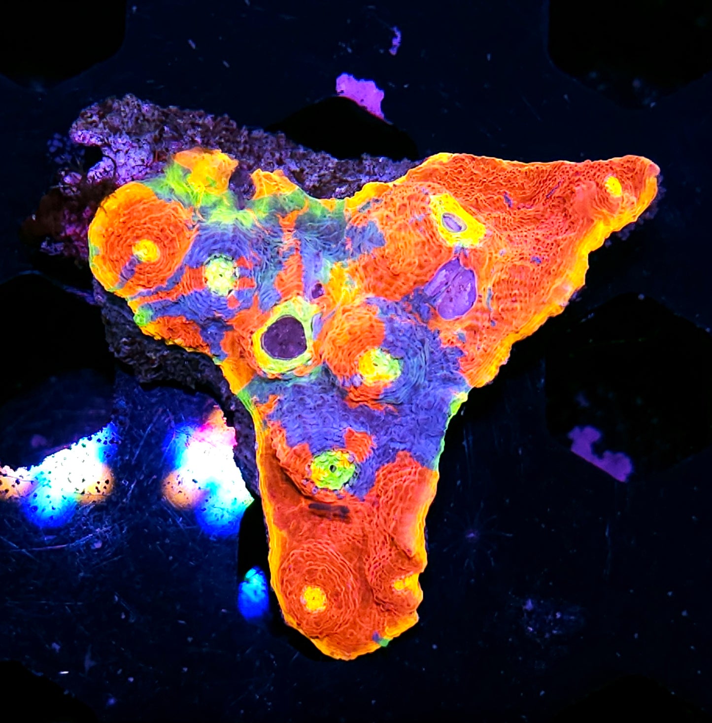 Jelly Bean Rainbow Chalice Colony