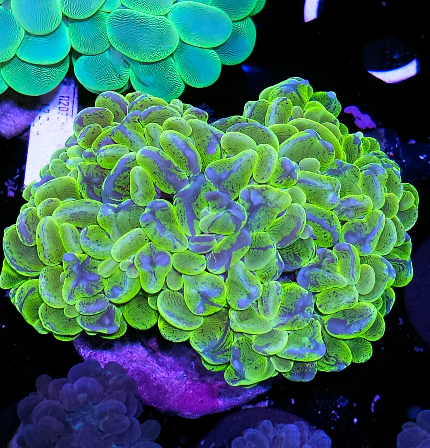 XL Epic Bubble Coral