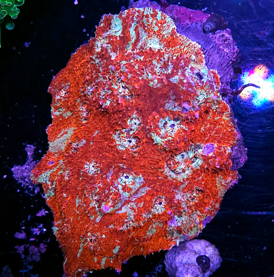 Hell Freezes Over Chalice Colony