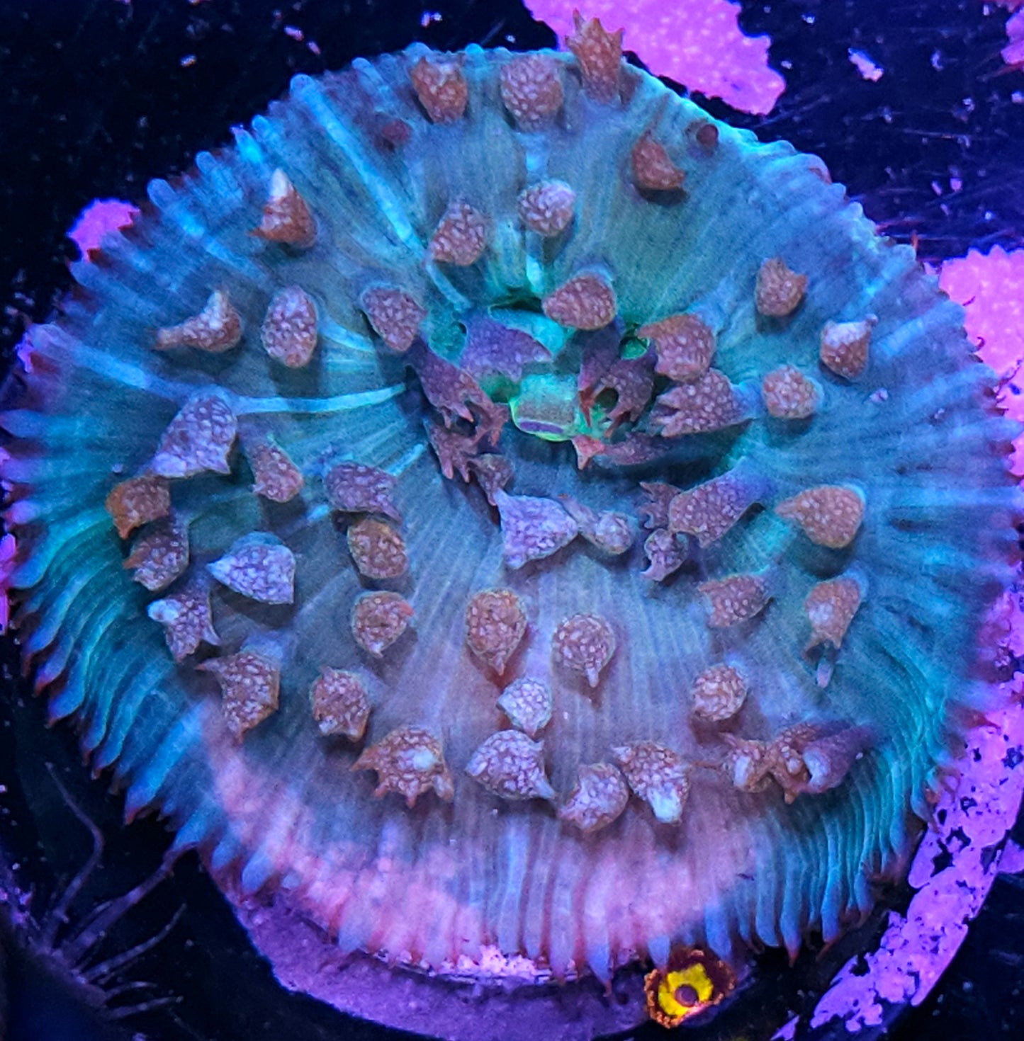 😳🔥Dino Egg St Thomas Mushroom🔥😳