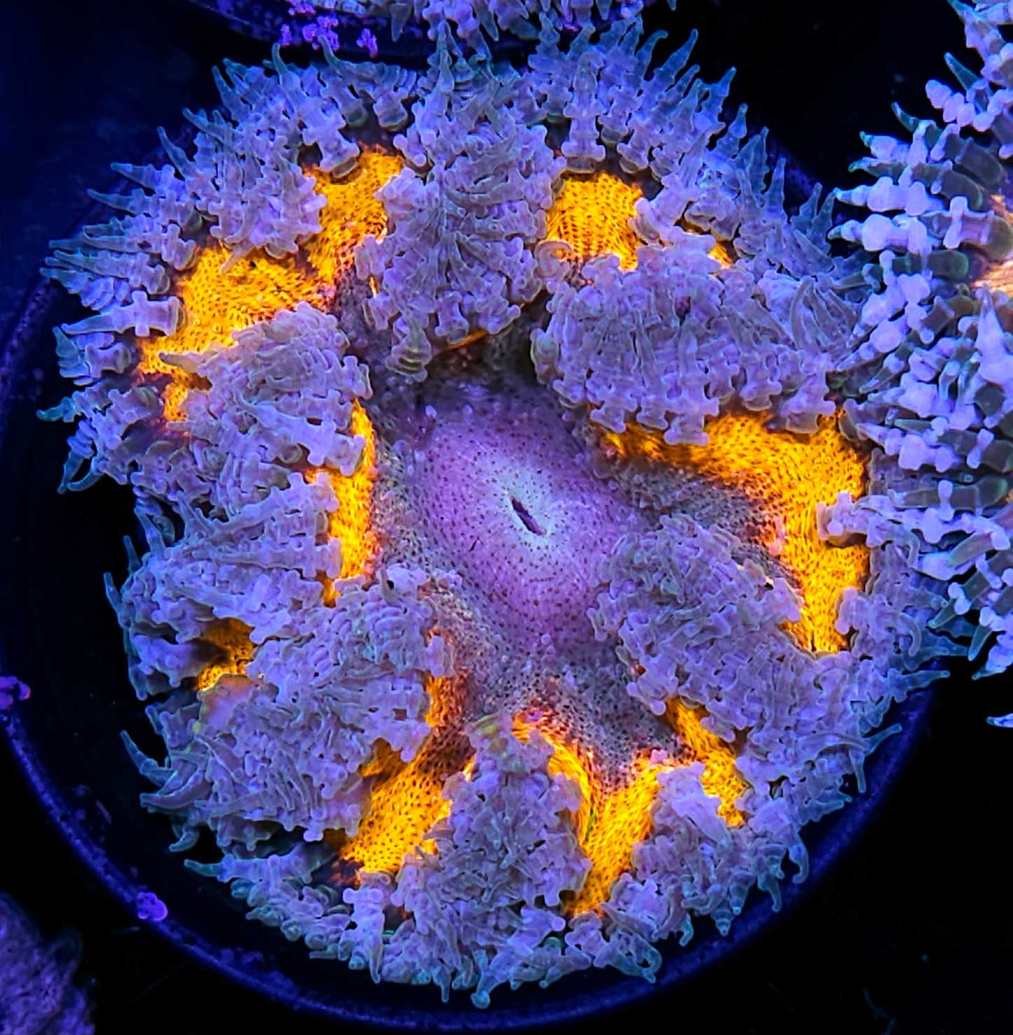 Special Flower Anemone