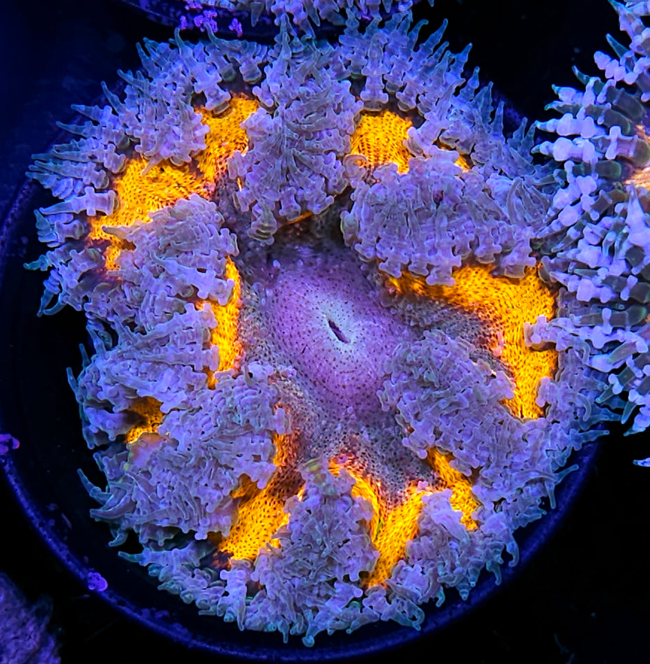 Special Flower Anemone