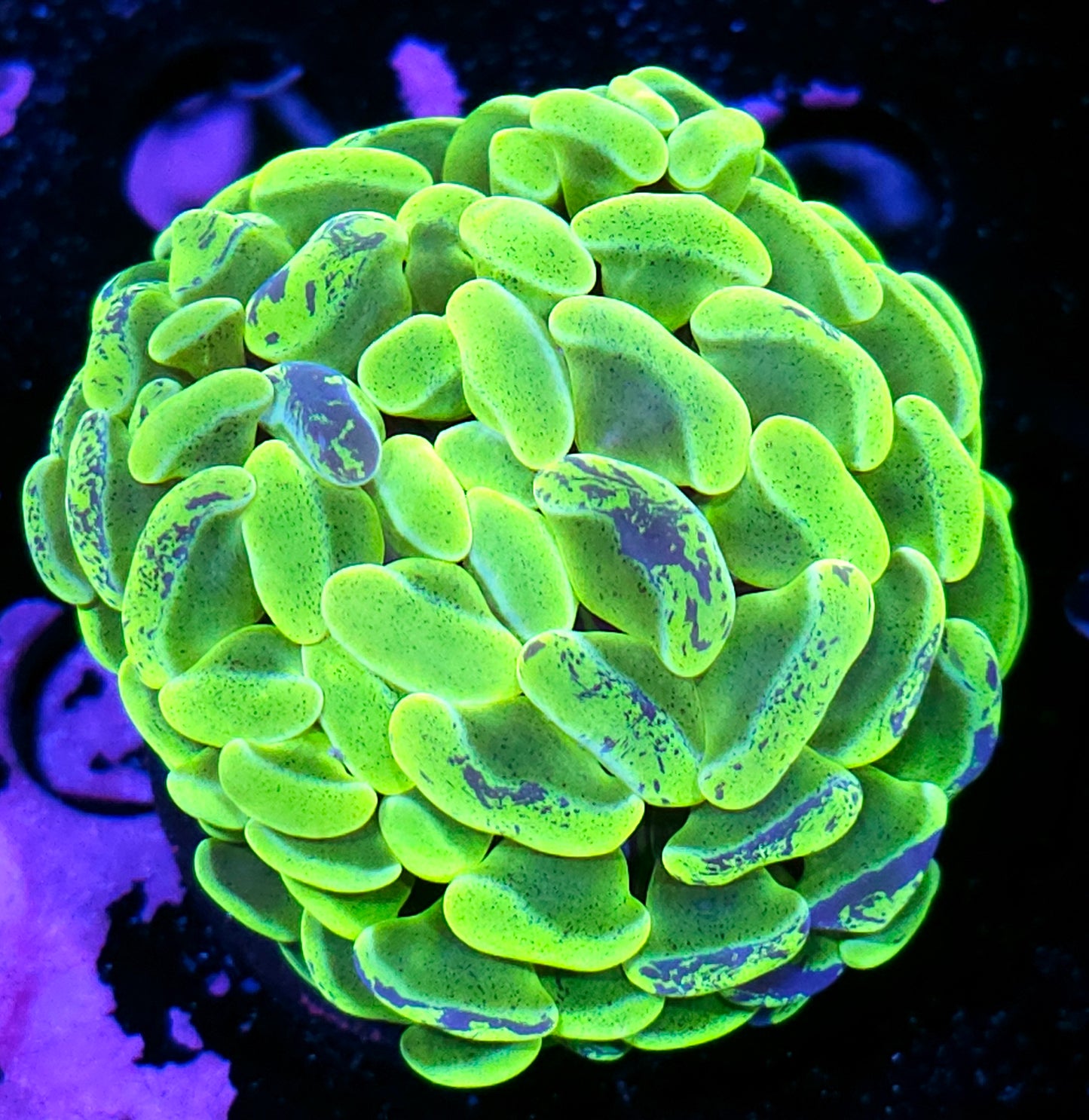 Chartreuse Static Fat Head Branching Hammer