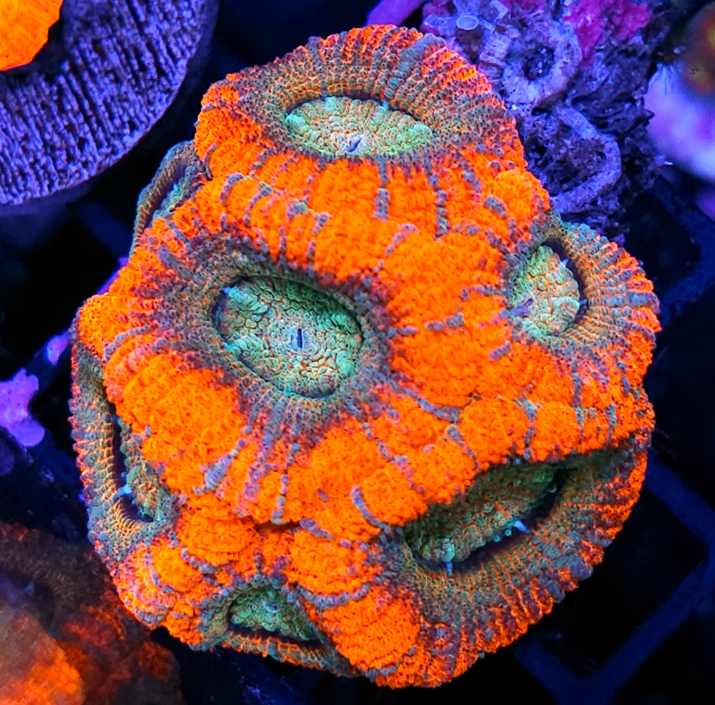 One in a Million Asian Acan Colony