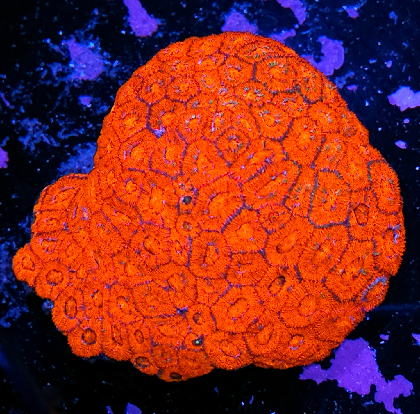 😱📢 Red Light District Micromussa Amakusensis Colony📢😱