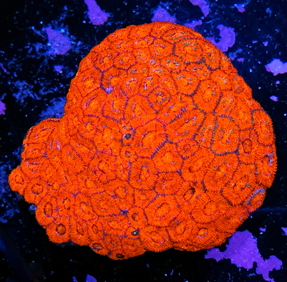 😱📢 Red Light District Micromussa Amakusensis Colony📢😱