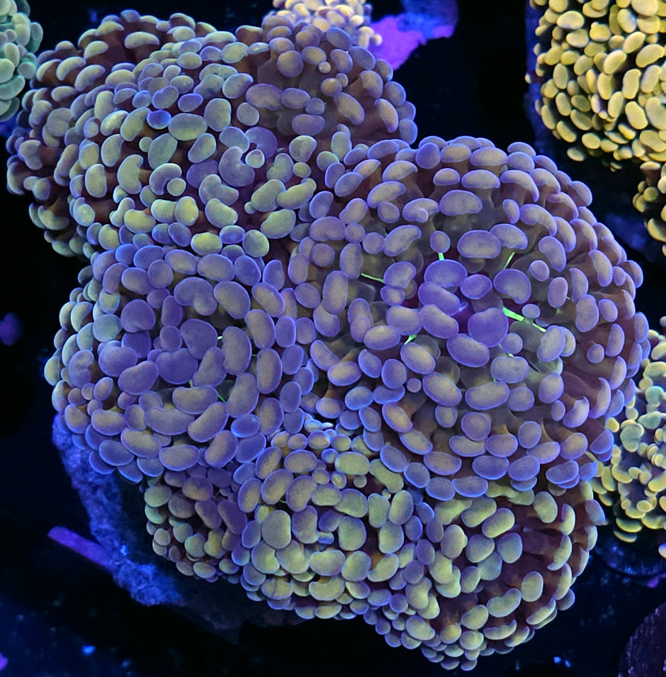 Approx 7 Head Holy Moly Branching Hammer Colony