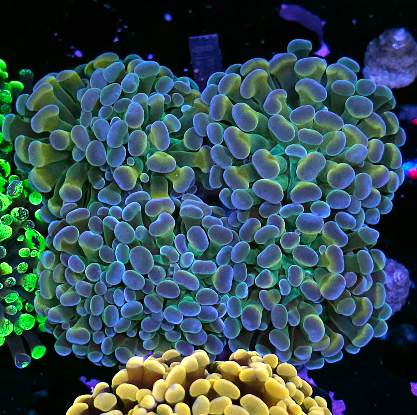 Approx 5-6 Head Rainbow Hologram Branching Hammer Colony