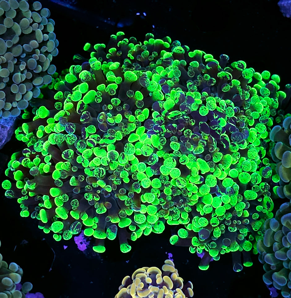 Approx 7-8 Head Green Dragon Branching Hammer Colony