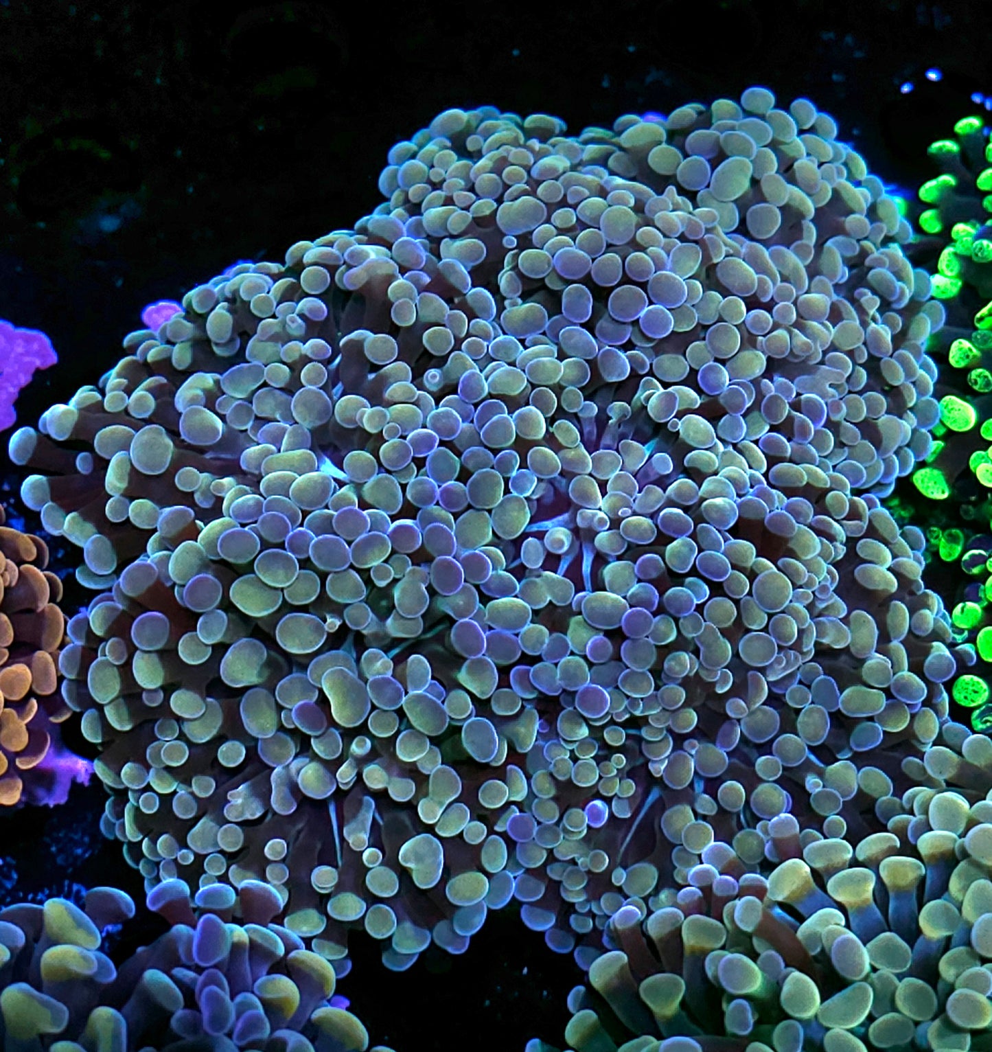 Approx 6-7 Head Enigma Branching Hammer Colony