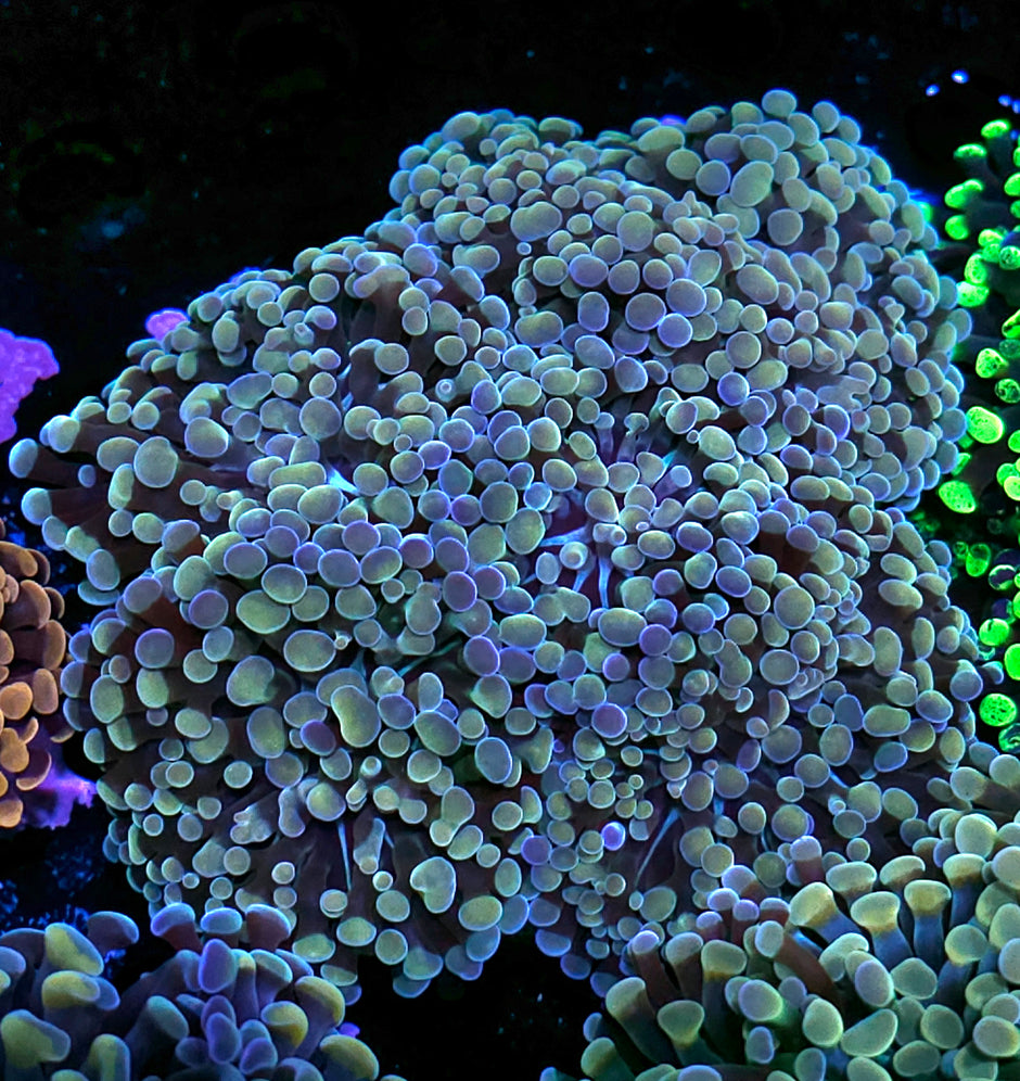 Approx 6-7 Head Enigma Branching Hammer Colony