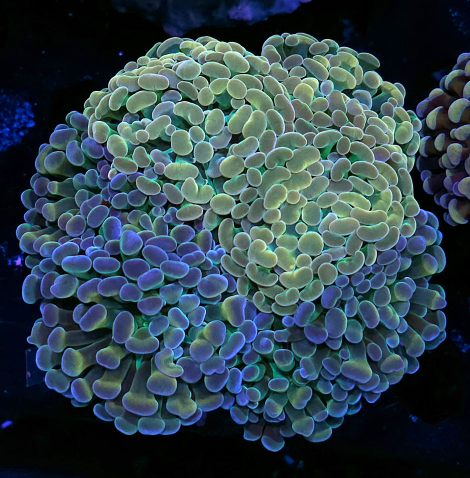 Approx 7-8 Head Holy Shit Grafted Branching Hammer Colony