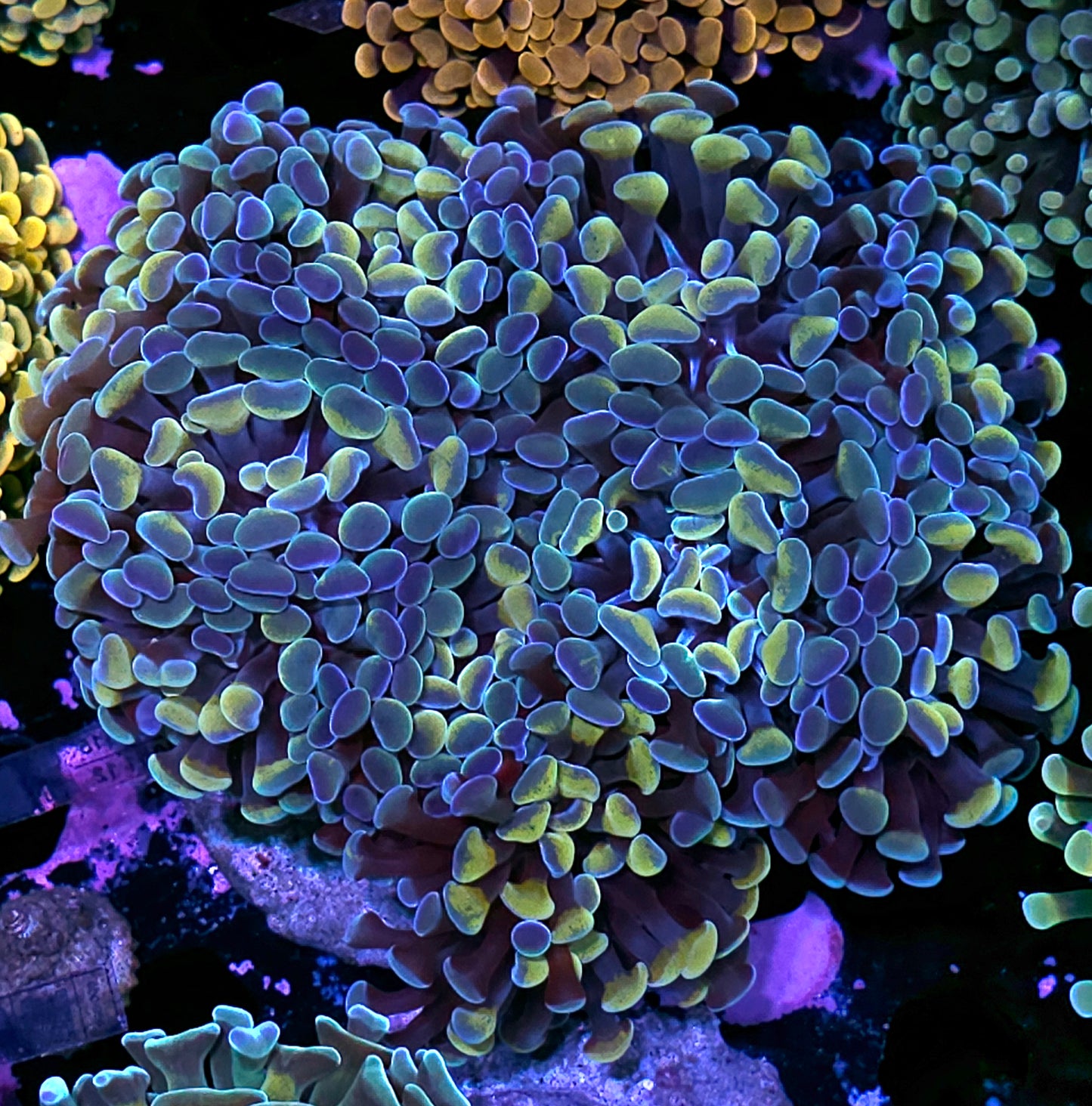 Approx 7-8 Head Yellow Hologram Branching Hammer Colony