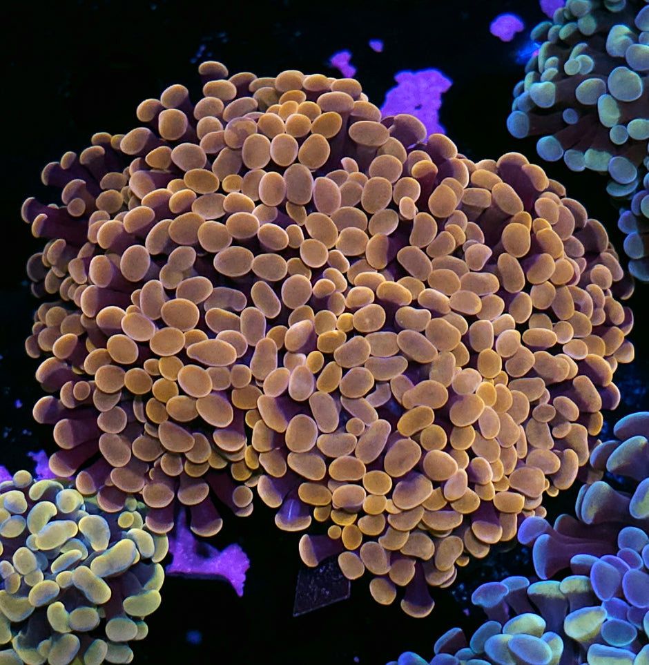 Approx 6-7 Head Halloween Branching Hammer Colony