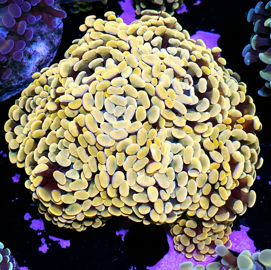 Approx 7-8 Head Golden Branching Hammer Colony