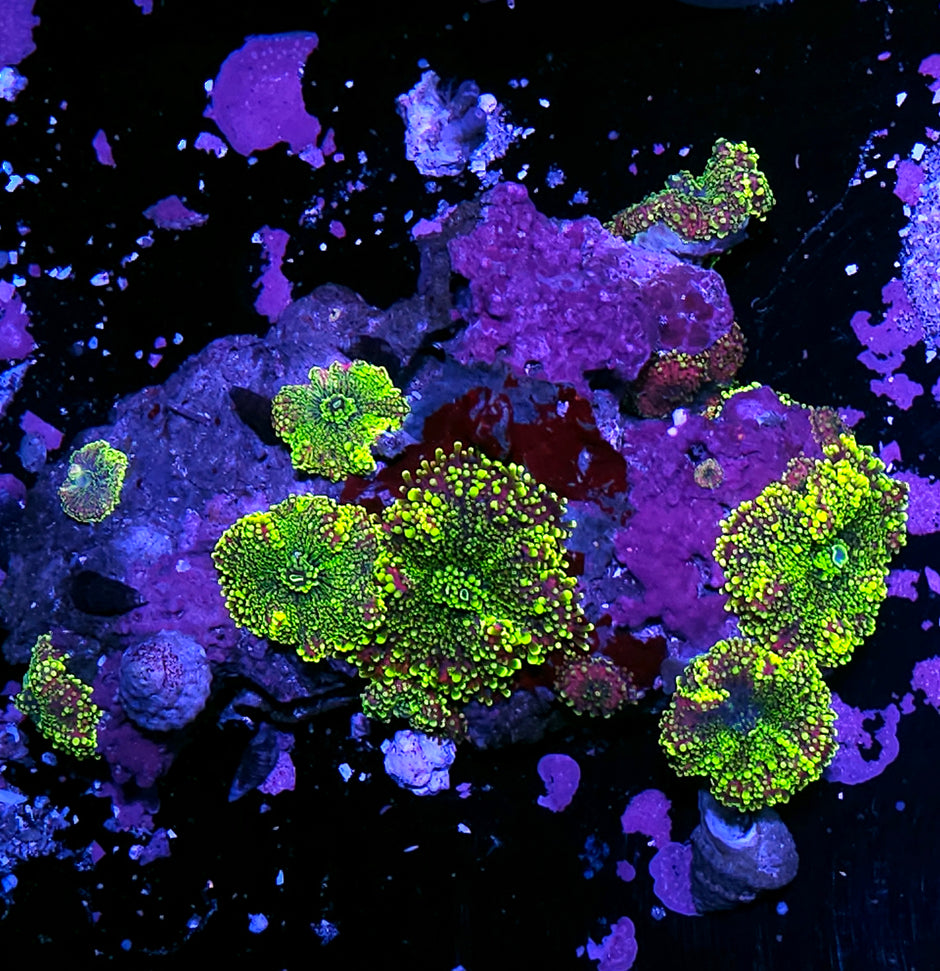 Holyfreakingshit Yuma Colony