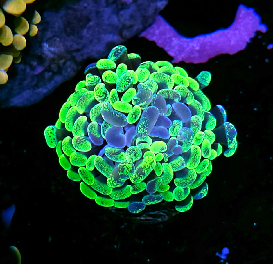 Toxic Splatter Branching Hammer