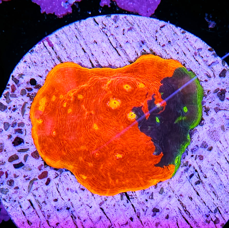 HF Flaming Jelly Beans Rainbow Chalice Colony