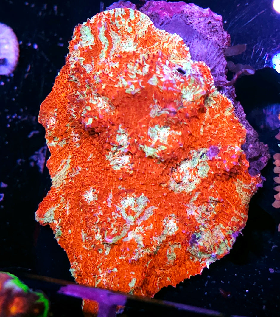 Hell Freezes Over Chalice Colony WOWZERS