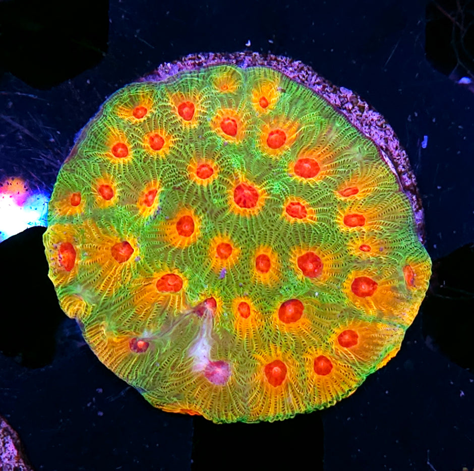 Fascination Favia Colony NOT A FRAG