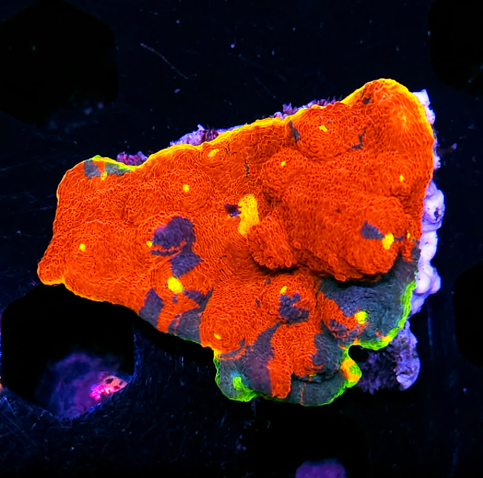 Dynamite Rainbow Chalice Colony