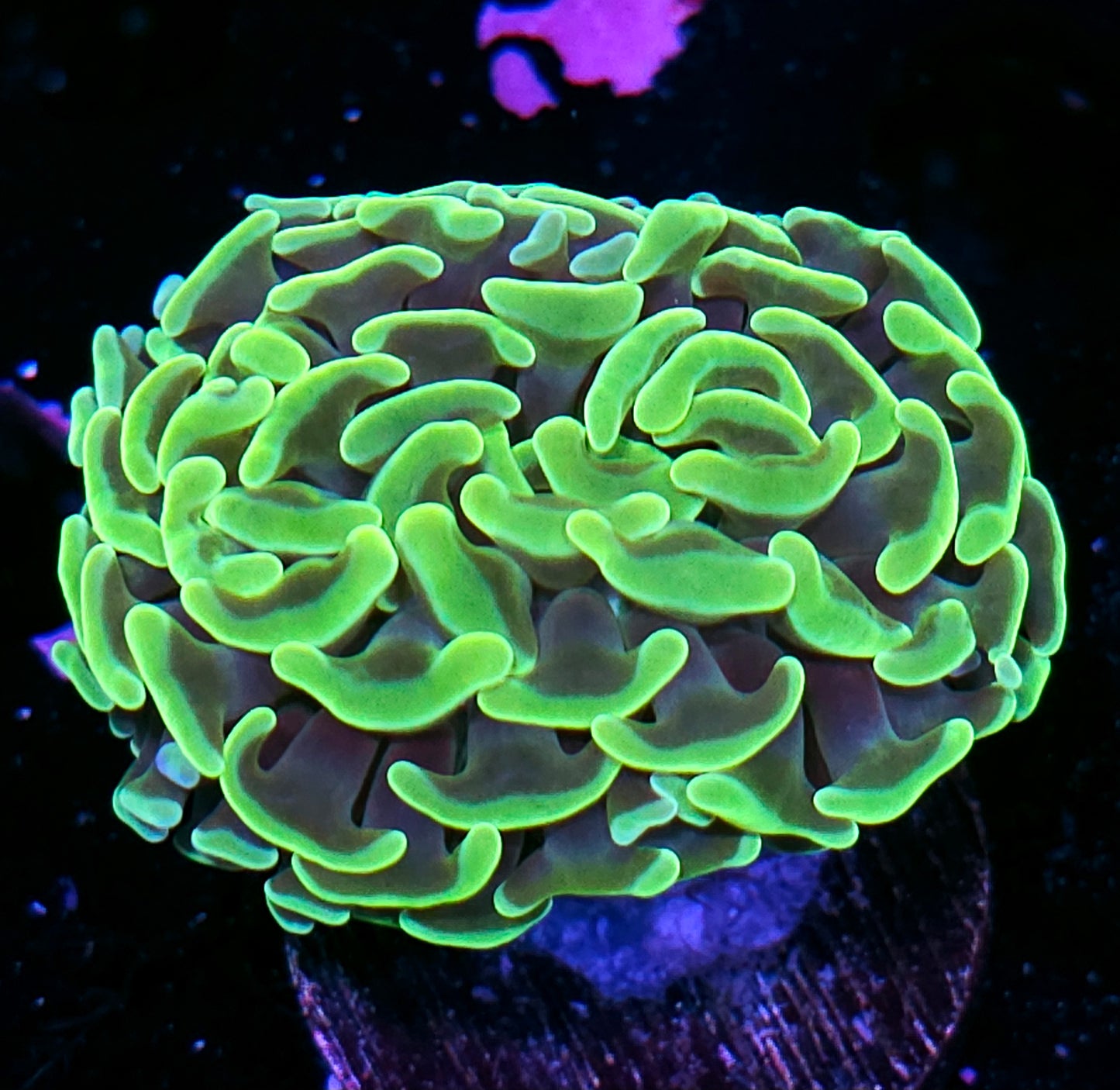 Bad Ass Fat Head Branching Hammer