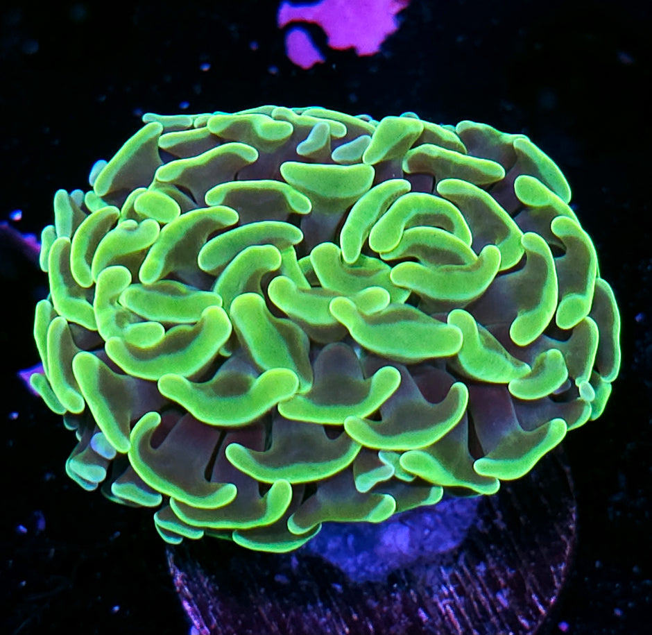 Bad Ass Fat Head Branching Hammer