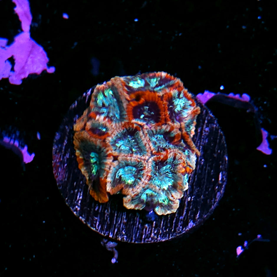 Stained Glass Micro Favia