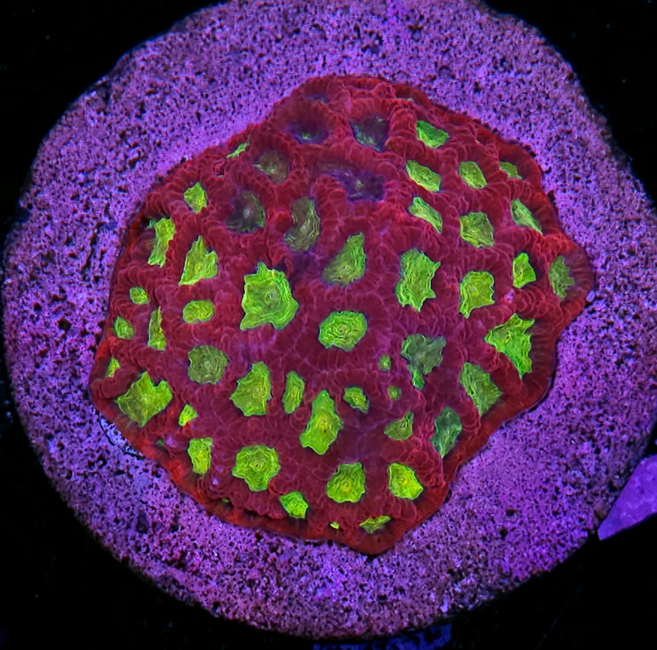 Wildside Favia Colony NOT A FRAG