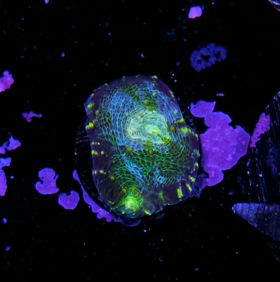 Amazonia Ruins Acan Echinata