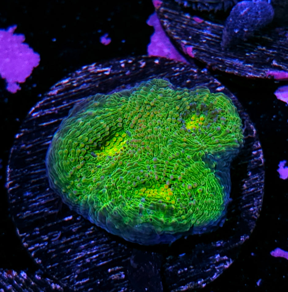 Slime Time Acan Echinata