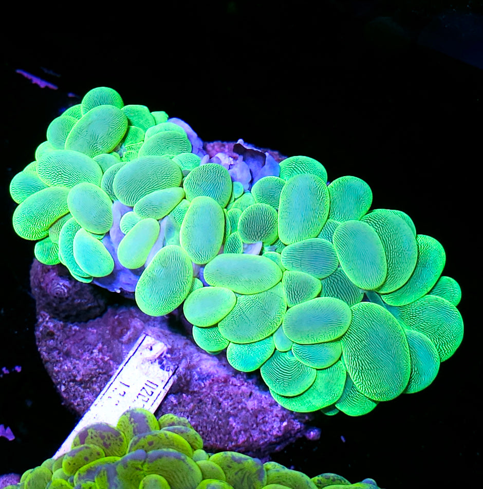 Plutonium Bubble Coral