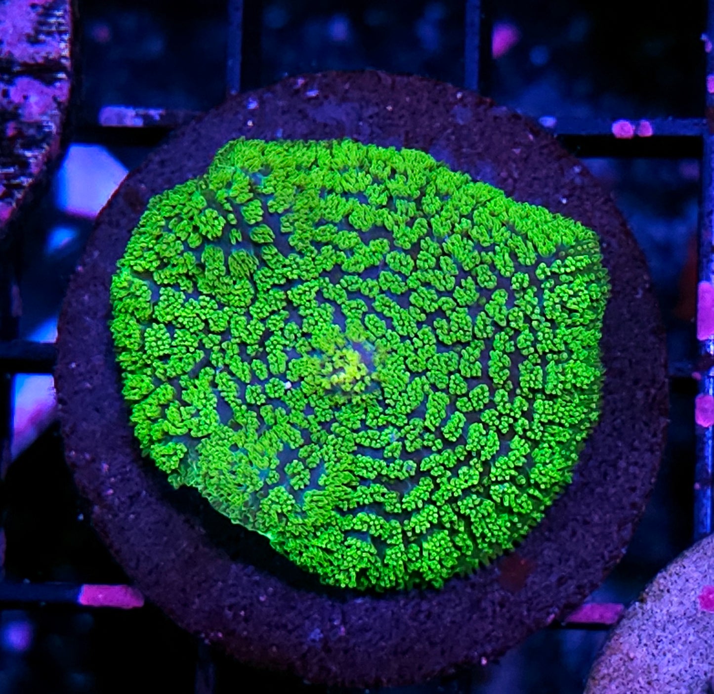 Kryptonite Gumdrop Mushroom