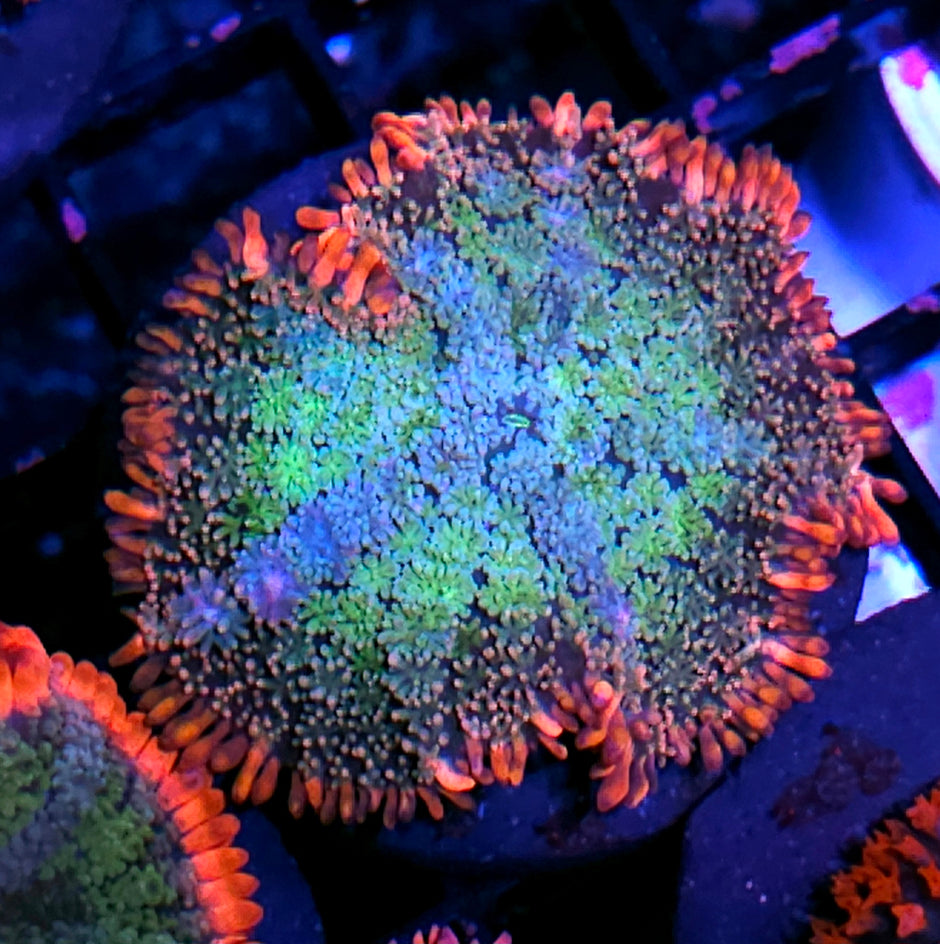 Ridiculous Frankenstein Bounce Mushroom