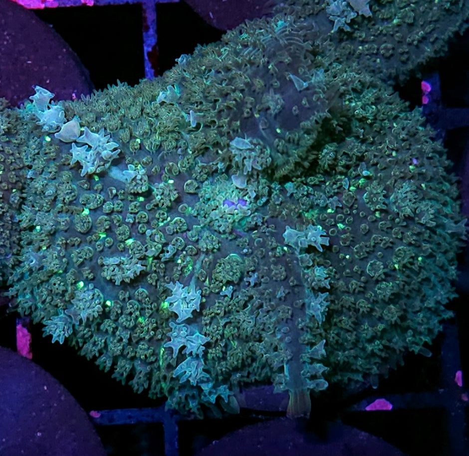 Kimchi Bounce Mushroom