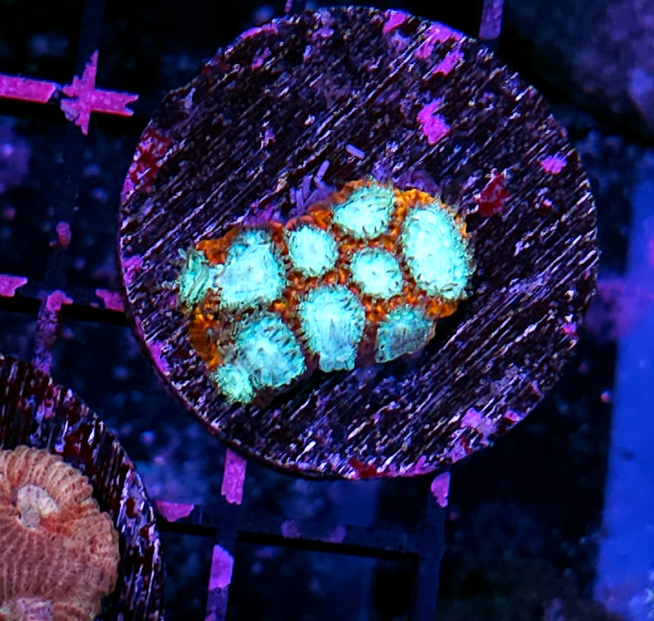 HF Spontaneous Combustion Micro Favia