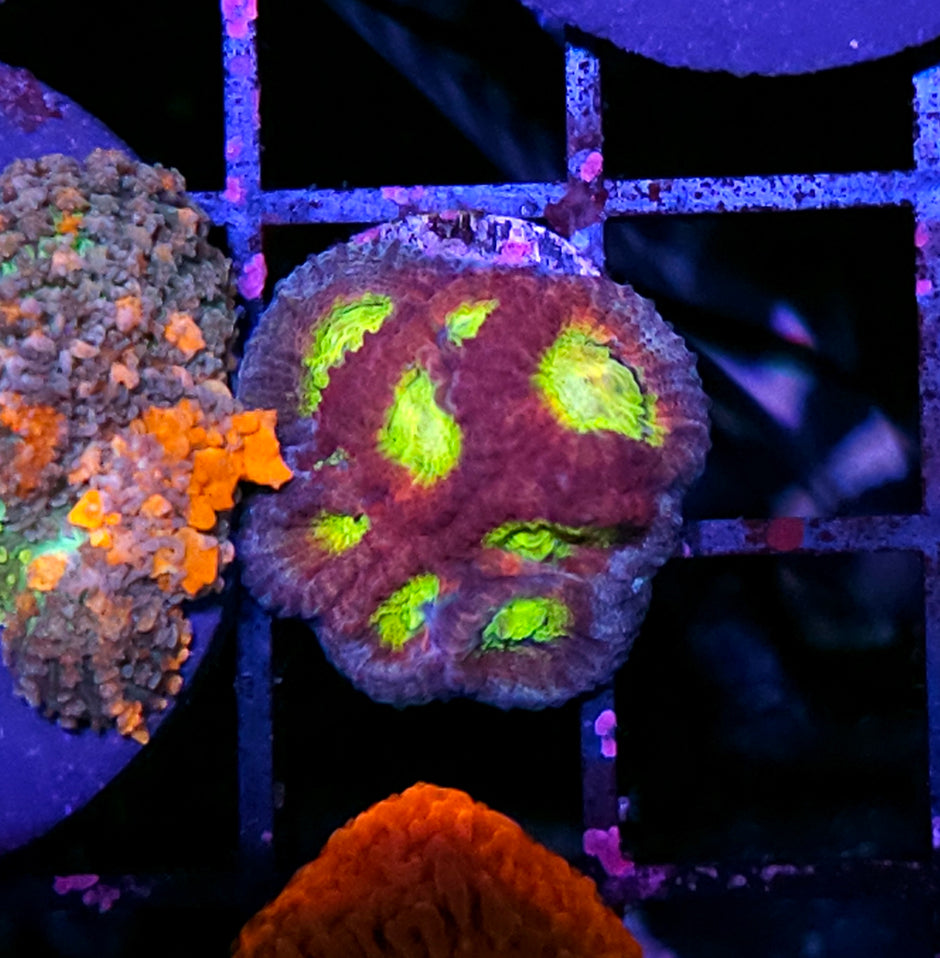 HF Family Tree Favia RARE