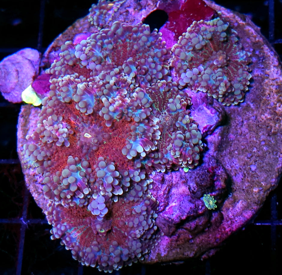 God Body Yuma Colony