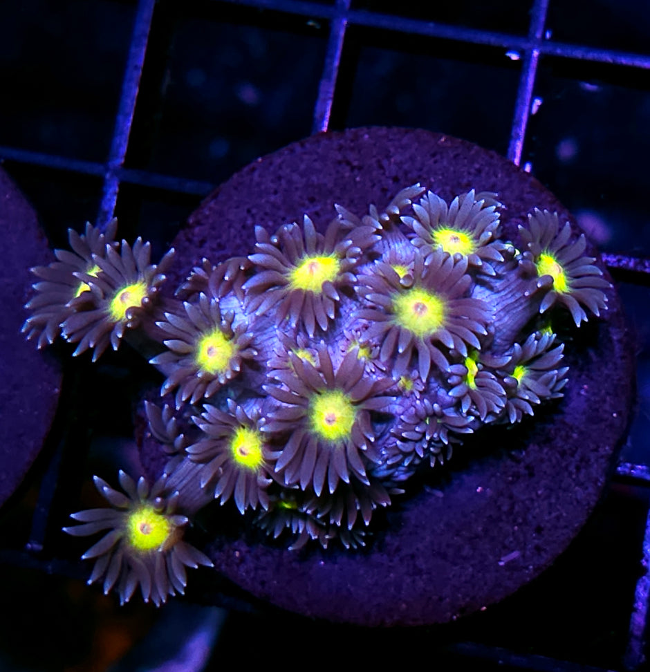 Stargazer Goniopora